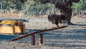 PARC CANI A CASTELLÓ